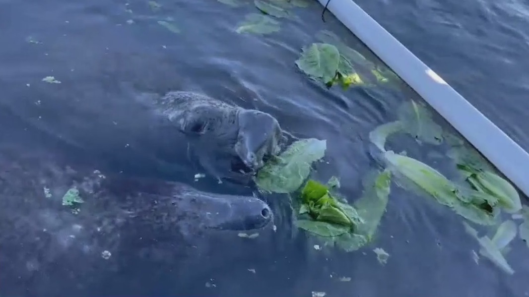 Governor: Florida invests $30 million to help manatees